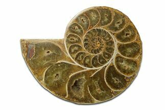 Jurassic Cut & Polished Ammonite Fossil (Half) - Madagascar #289348