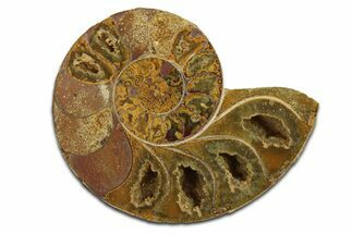Jurassic Cut & Polished Ammonite Fossil (Half) - Madagascar #289358