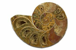 Jurassic Cut & Polished Ammonite Fossil (Half) - Madagascar #289359