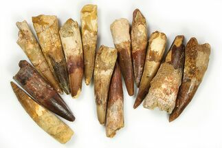 Clearance Lot: to Bargain Spinosaurus Teeth - Pieces #289423