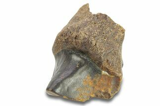 Fossil Dinosaur (Triceratops) Shed Tooth - Wyoming #289150