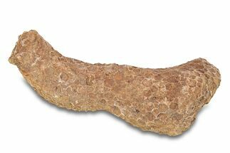 Fossil Tabulate Coral - Western Sahara, Morocco #289588