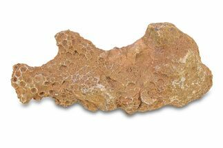 Fossil Tabulate Coral - Western Sahara, Morocco #289605
