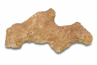Fossil Tabulate Coral - Western Sahara, Morocco #289606
