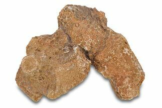 Fossil Tabulate Coral - Western Sahara, Morocco #289608