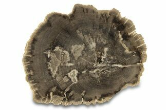 Polished Petrified Wood (Dicot) Round - Texas #289418