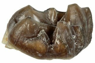 Fossil Horse (Mesohippus) Jaw Section - South Dakota #289503