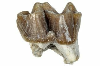 Fossil Horse (Mesohippus) Molar - South Dakota #289512