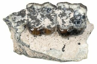 Fossil Horse (Mesohippus) Jaw Section w/ Teeth - South Dakota #289548