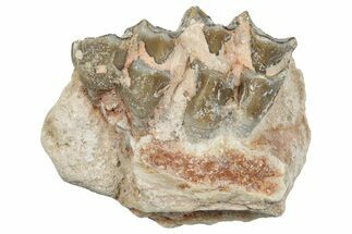 Fossil Horse (Mesohippus) Jaw Section - South Dakota #289572