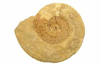 Jurassic Ammonite (Hildoceras?) Fossil - Morocco #289714