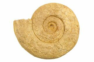 Jurassic Ammonite (Hildoceras?) Fossil - Morocco #289720