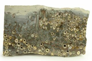 Polished Fossil Teredo (Shipworm Bored) Wood - England #289796