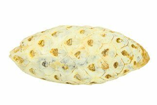 Fossil Seed Cone (Or Aggregate Fruit) - Morocco #288751