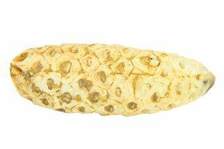 Fossil Seed Cone (Or Aggregate Fruit) - Morocco #288760