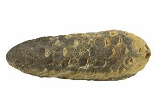 Fossil Seed Cone (Or Aggregate Fruit) - Morocco #288771