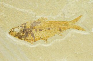 Detailed Fossil Fish (Knightia) - Wyoming #289910