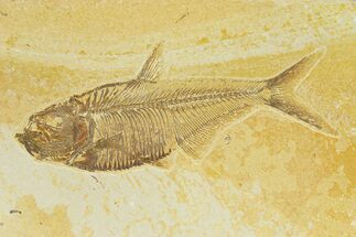 Detailed Fossil Fish (Diplomystus) - Wyoming #289946