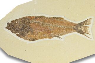 Uncommon Fish Fossil (Mioplosus) - Wyoming #289897