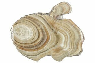 Polished Aragonite Stalactite Slice - Morocco #288636
