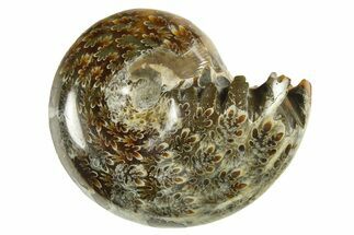 Polished Ammonite (Phylloceras) Fossil - Madagascar #288057