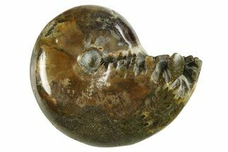 Bargain, Polished Ammonite (Phylloceras) Fossil - Madagascar #288069