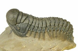 -D Crotalocephalina Trilobite - Atchana, Morocco #289069