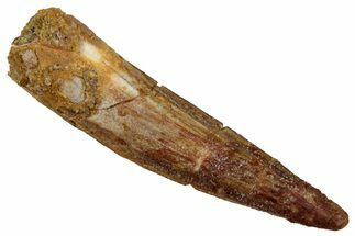 Fossil Spinosaurus Tooth - Real Dinosaur Tooth #289864
