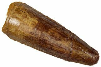 Juvenile Fossil Spinosaurus Tooth - Real Dinosaur Tooth #289814