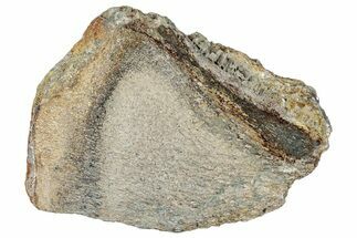 Polished Dinosaur Bone (Gembone) Slab - Morocco #290283