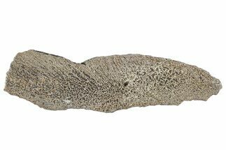 Polished Dinosaur Bone (Gembone) Slab - Morocco #290293