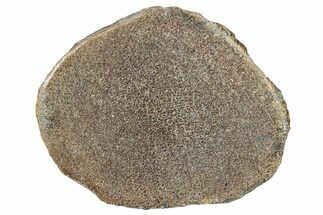 Polished Dinosaur Bone (Gembone) Slab - Morocco #290301