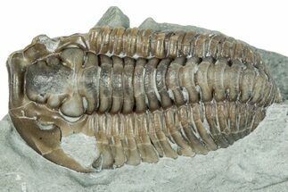 Bargain, Prone Flexicalymene Trilobite Fossil - Indiana #289960