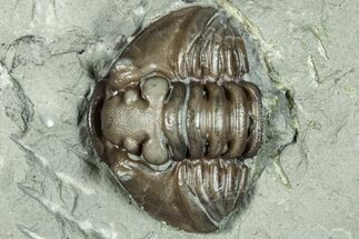 Bargain, Wide Enrolled Flexicalymene Trilobite - Indiana #289985