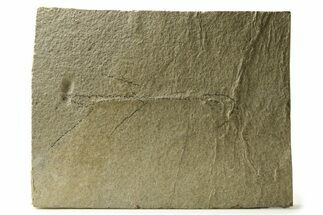 Unprepared Fossil Fish (Mioplosus) - Green River Formation #290660