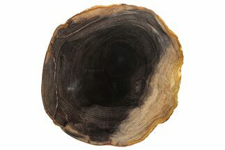 Polished Petrified Wood Round - Sweet Home, Oregon #290566