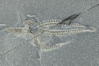 Ordovician Brittle Star (Ophiura) - Morocco #290594