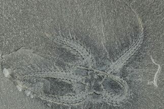 Two Ordovician Brittle Stars (Ophiura) - Morocco #290613