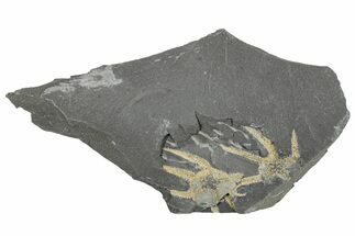 Two Ordovician Brittle Stars (Ophiura) - Morocco #290620