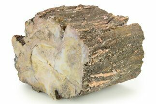 Polished Petrified Wood Limb - Arizona #290591