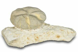 Fossil Echinoid (Hemiaster?) - Taouz, Morocco #290675