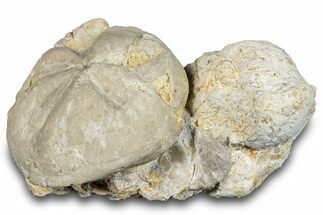 Fossil Echinoid (Hemiaster?) - Taouz, Morocco #290692