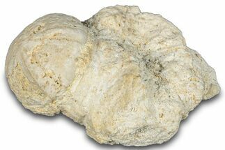 Fossil Echinoid (Sea Urchin) - Taouz, Morocco #290698