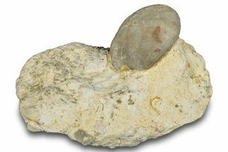 Fossil Echinoid (Sea Urchin) - Taouz, Morocco #290700