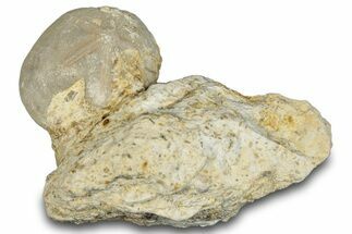 Fossil Echinoid (Hemiaster?) - Taouz, Morocco #290702