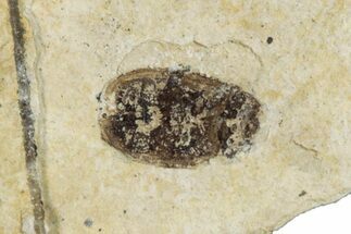 Fossil Beetle (Carabidae) - Bois d’Asson, France #290740