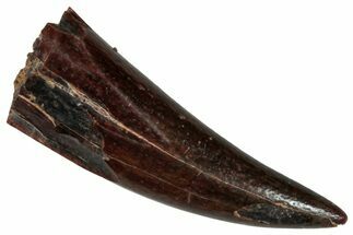 Fossil Fish Fang (Aidachar) - Kem Kem Beds, Morocco #290882