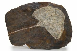 Paleocene Fossil Ginkgo Leaf - North Dakota #290784