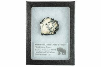 Mammoth Molar Slice With Case - South Carolina #291052