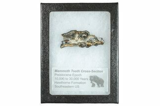 Mammoth Molar Slice With Case - South Carolina #291059